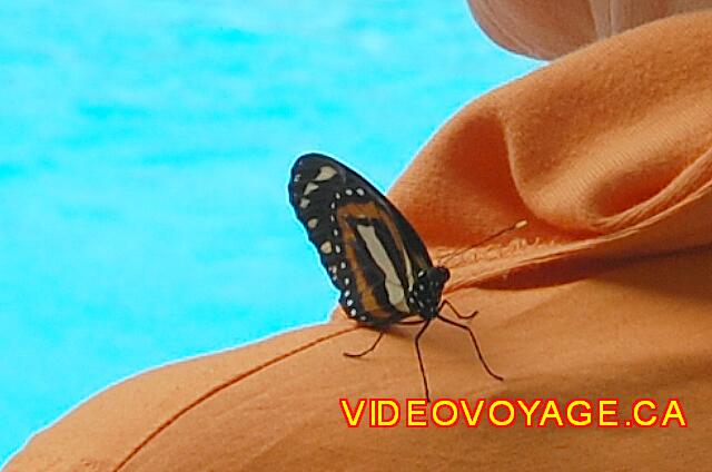 Republique Dominicaine Cabarete Paraiso del Sol Una mariposa en un cliente.
